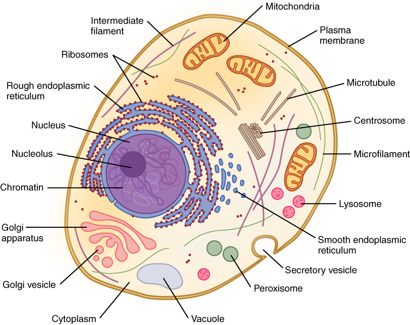Labelled animal cell with a nucleus containing chromatin, surrounded by cytoplasm, mitochondria, ribosomes, and other organelles.