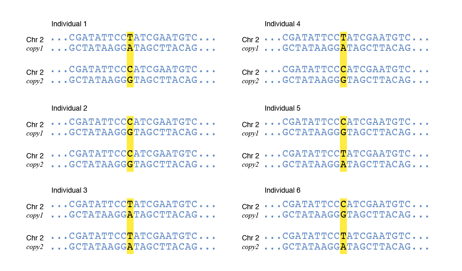 Six individuals each have two chromosome-2 copies. A yellow vertical band marks one sequence position, where the displayed alleles are T, C, or A across the chromosome copies.