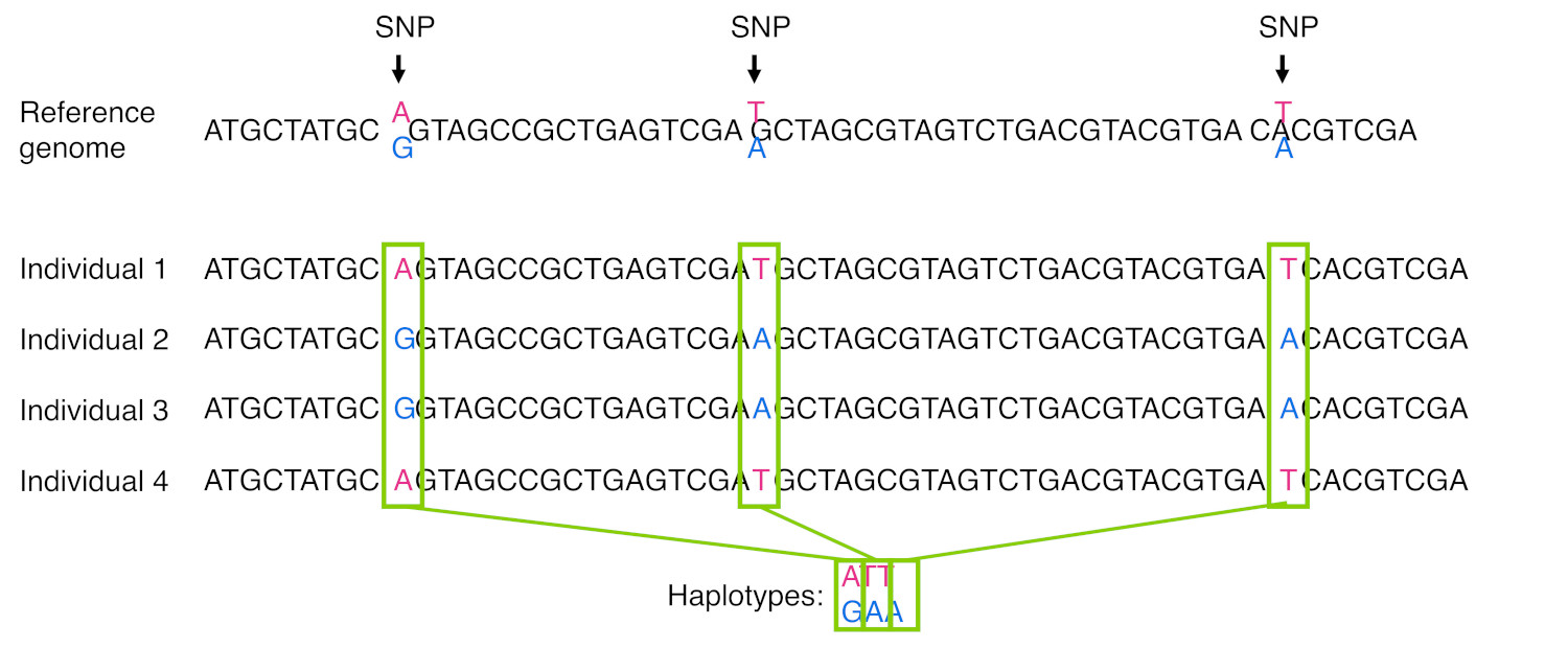 A reference DNA sequence and sequences from four individuals show three highlighted SNP positions. The observed alleles form two repeated combinations, ATT and GAA, which are labelled as haplotypes.
