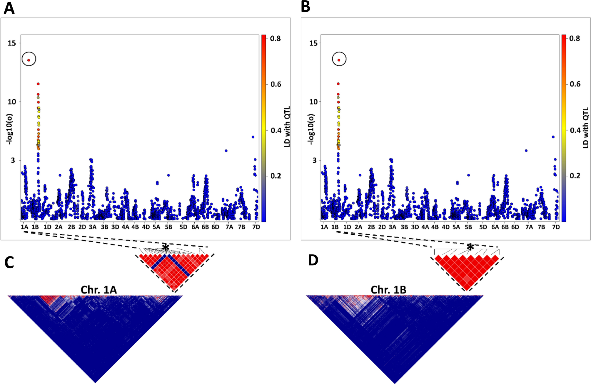 Four panels compare a wheat marker before and after LD-based remapping. A and C show the marker on chromosome 1A; B and D show it on chromosome 1B. An asterisk identifies the marker, and the lower panels contain triangular LD heatmaps.