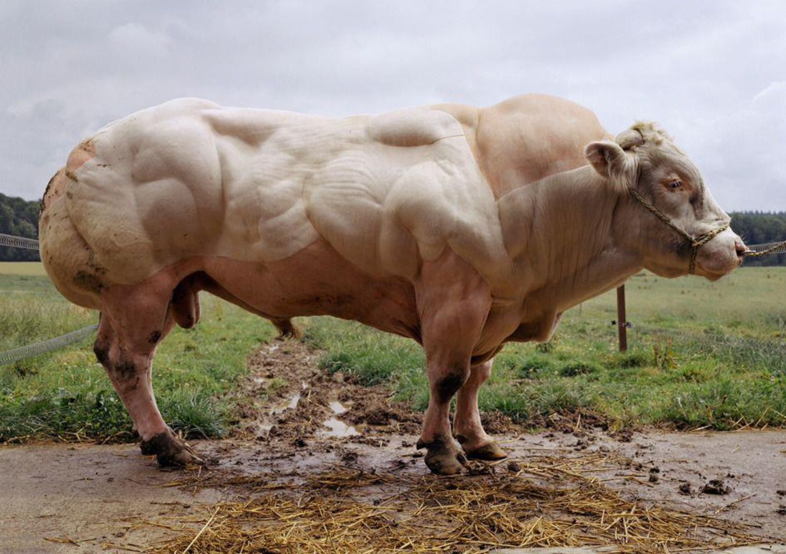 Muscular cow