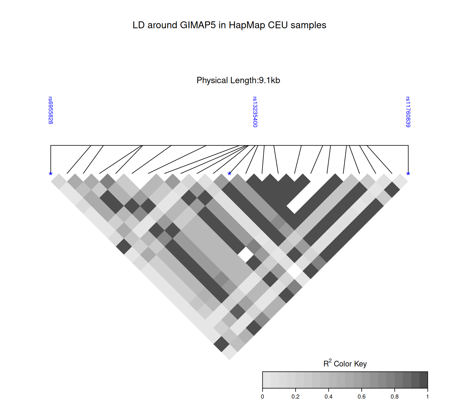 A flipped triangular heatmap for 23 SNPs spanning the GIMAP5 region on chromosome 7 in HapMap CEU samples. The physical map spans 9.1 kb. Darker diamonds have higher r-squared values and lighter diamonds have weaker association; three reference SNPs are labelled on the map line.